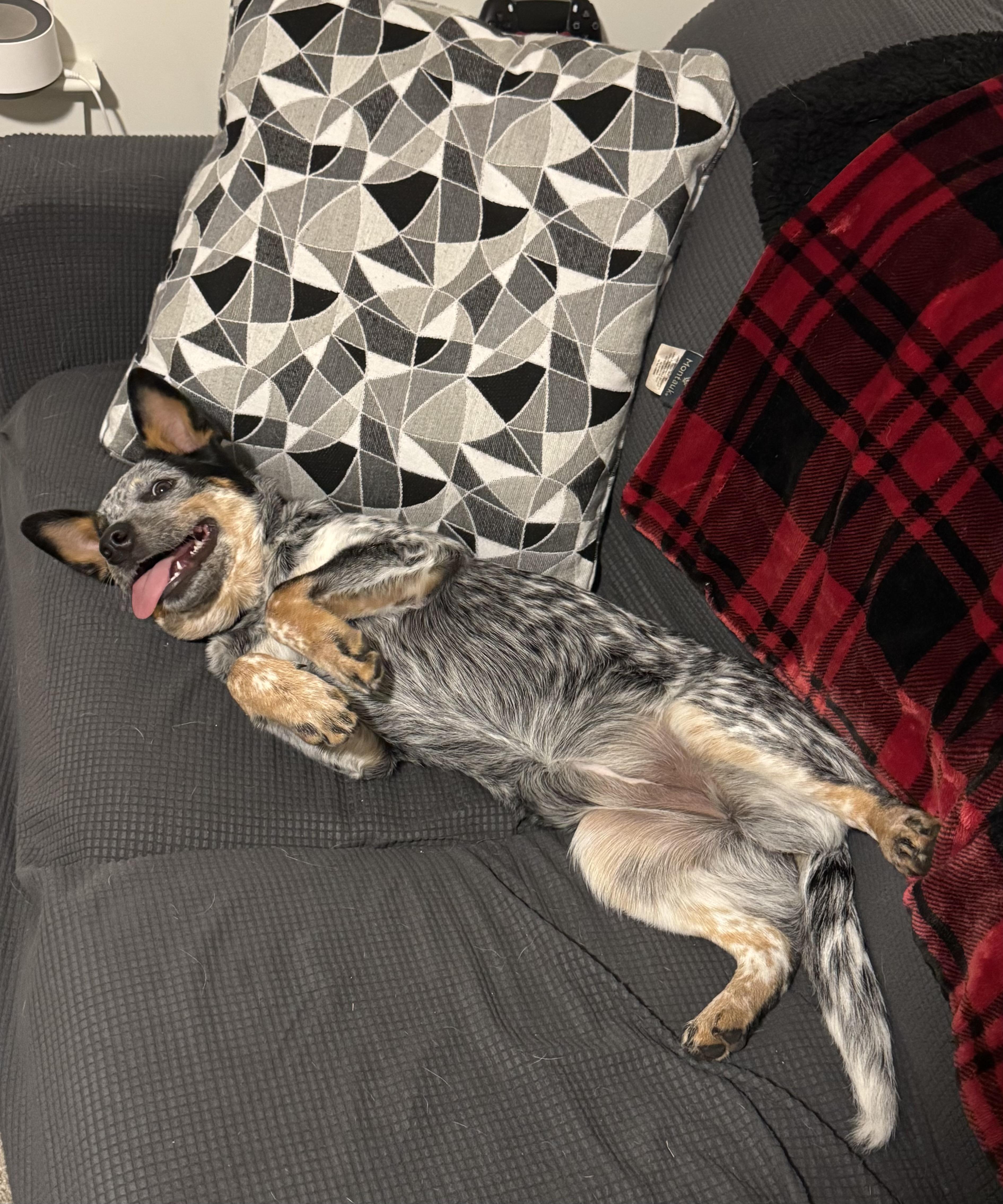 Enlarge Laila (Portland, OR), a Adoptable mixed breed in Portland, OR image 4/6