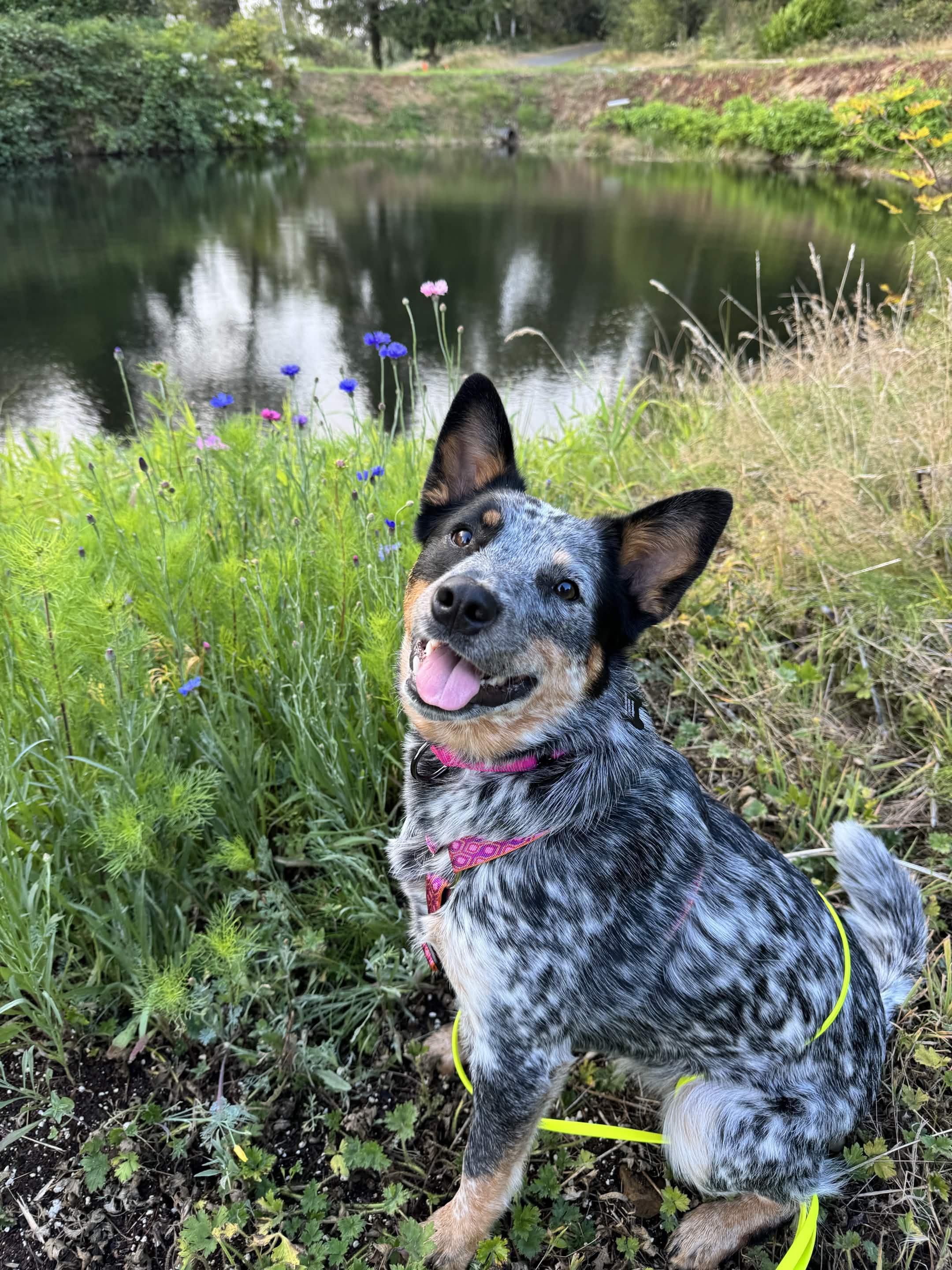 Laila (Portland, OR), Adoptable, Young Female Australian Cattle Dog / Blue Heeler.