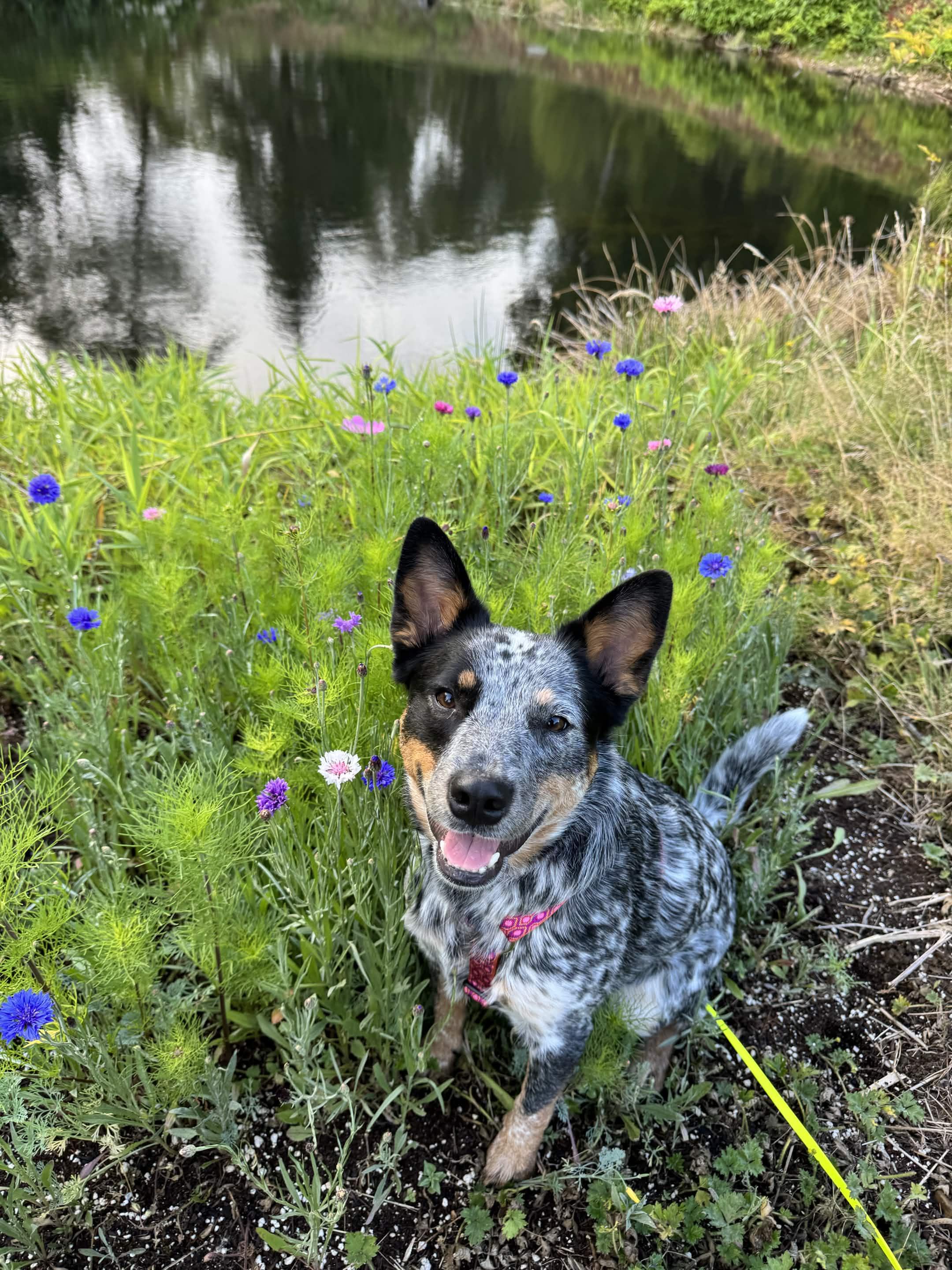 Enlarge Laila (Portland, OR), a Adoptable mixed breed in Portland, OR image 2/6