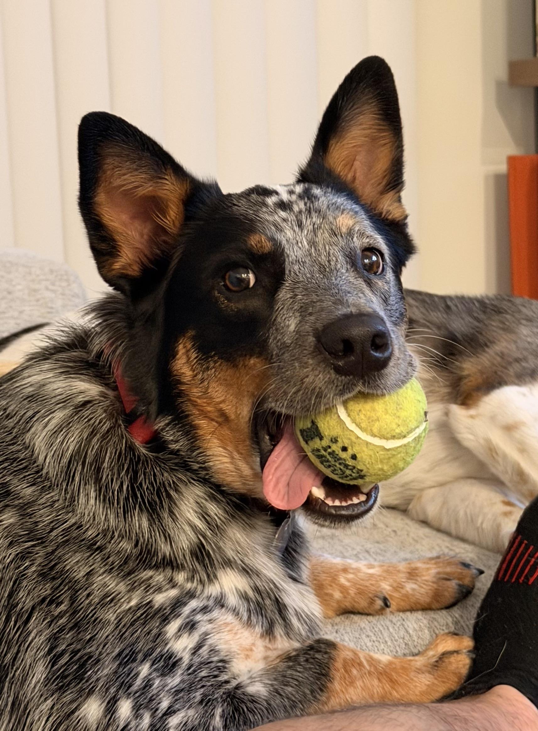 Enlarge Laila (Portland, OR), a Adoptable mixed breed in Portland, OR image 3/6