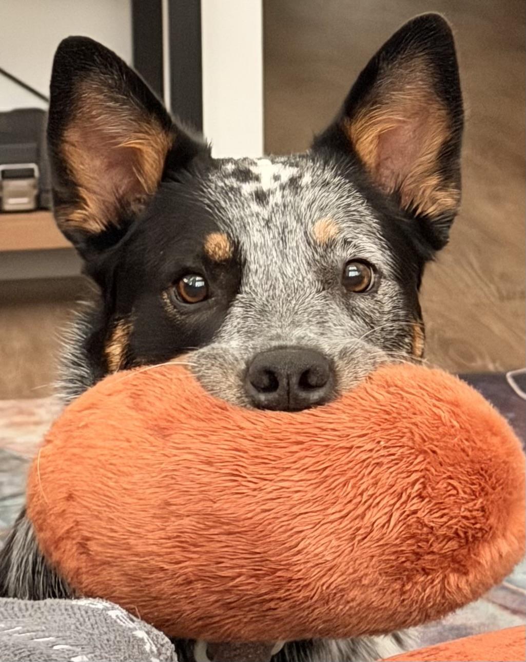 Enlarge Laila (Portland, OR), a Adoptable mixed breed in Portland, OR image 5/6