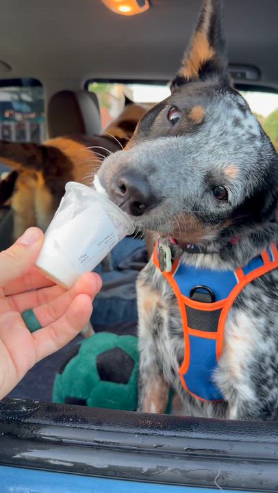 Enlarge Laila (Portland, OR), a Adoptable mixed breed in Portland, OR video 6/6