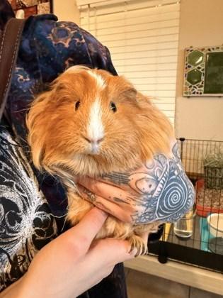 Enlarge Ethel, a ADOPTABLE Guinea Pig in Missoula, MT image 1/1