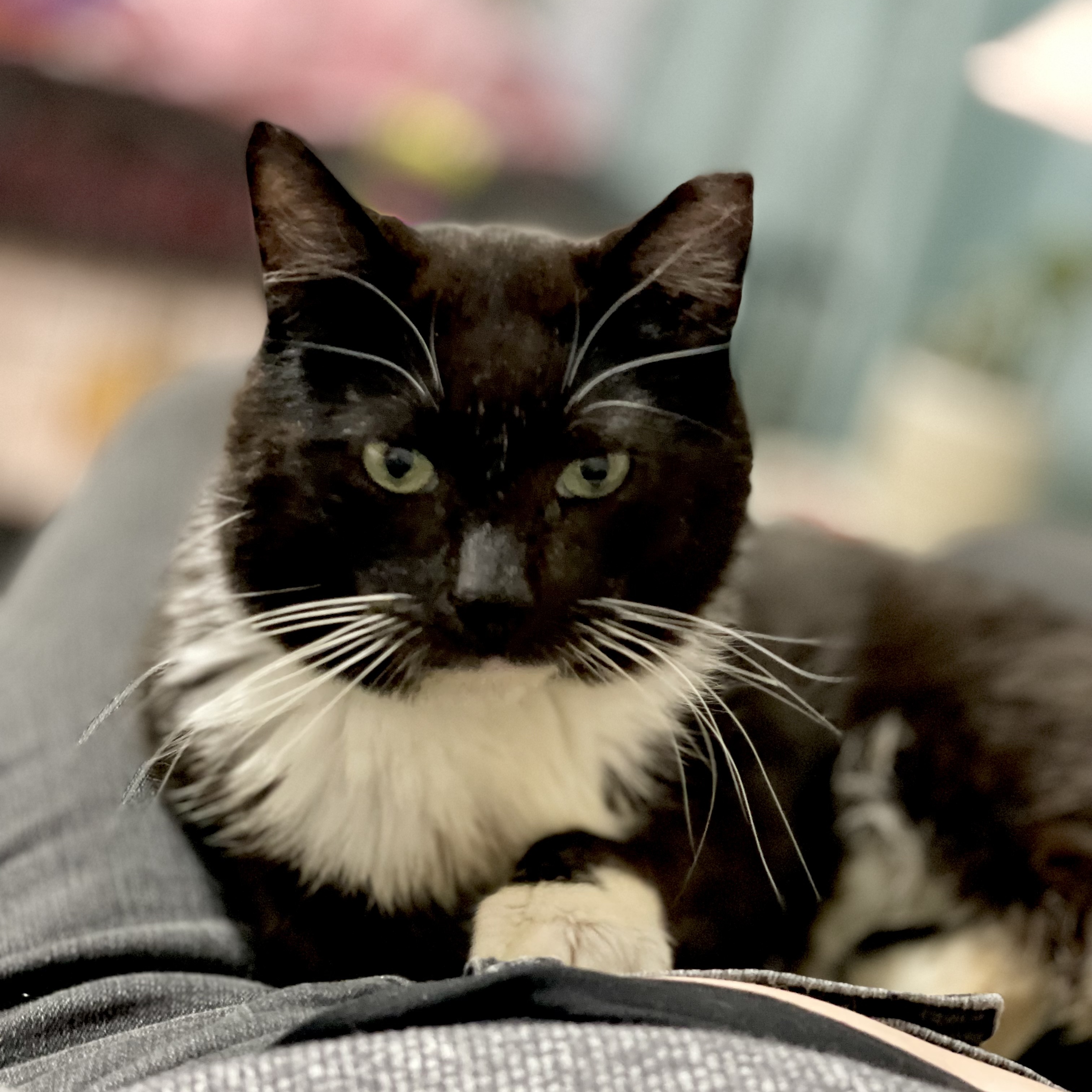 Hamlet, an adoptable Tuxedo in Springfield, MO, 65804 | Photo Image 4
