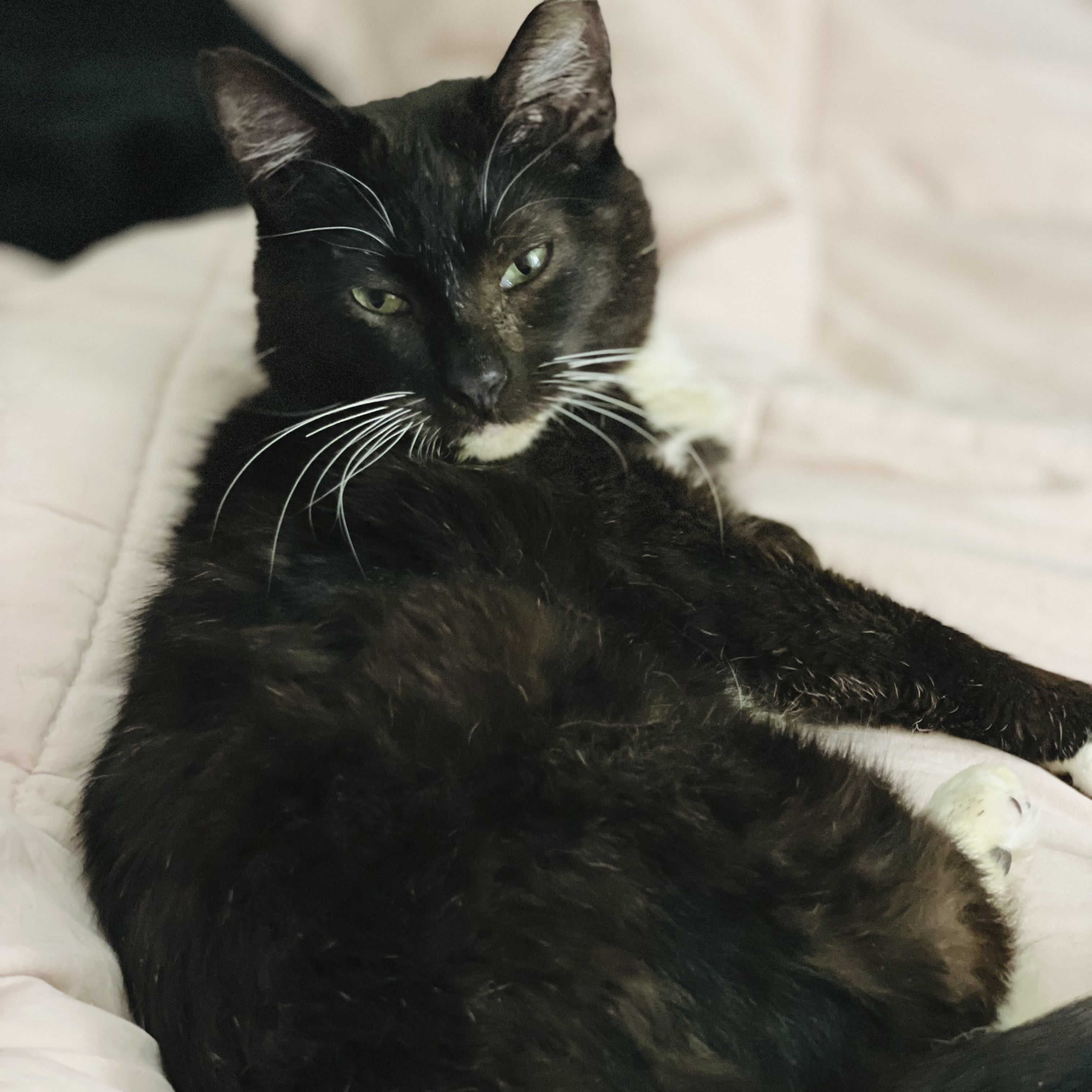 Hamlet, an adoptable Tuxedo in Springfield, MO, 65804 | Photo Image 2