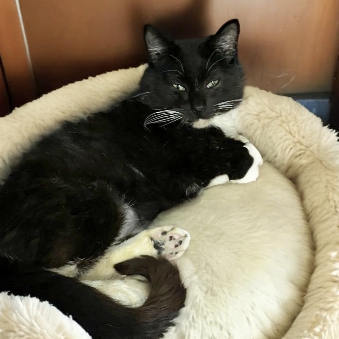 Hamlet, an adoptable Tuxedo in Springfield, MO, 65804 | Photo Image 3