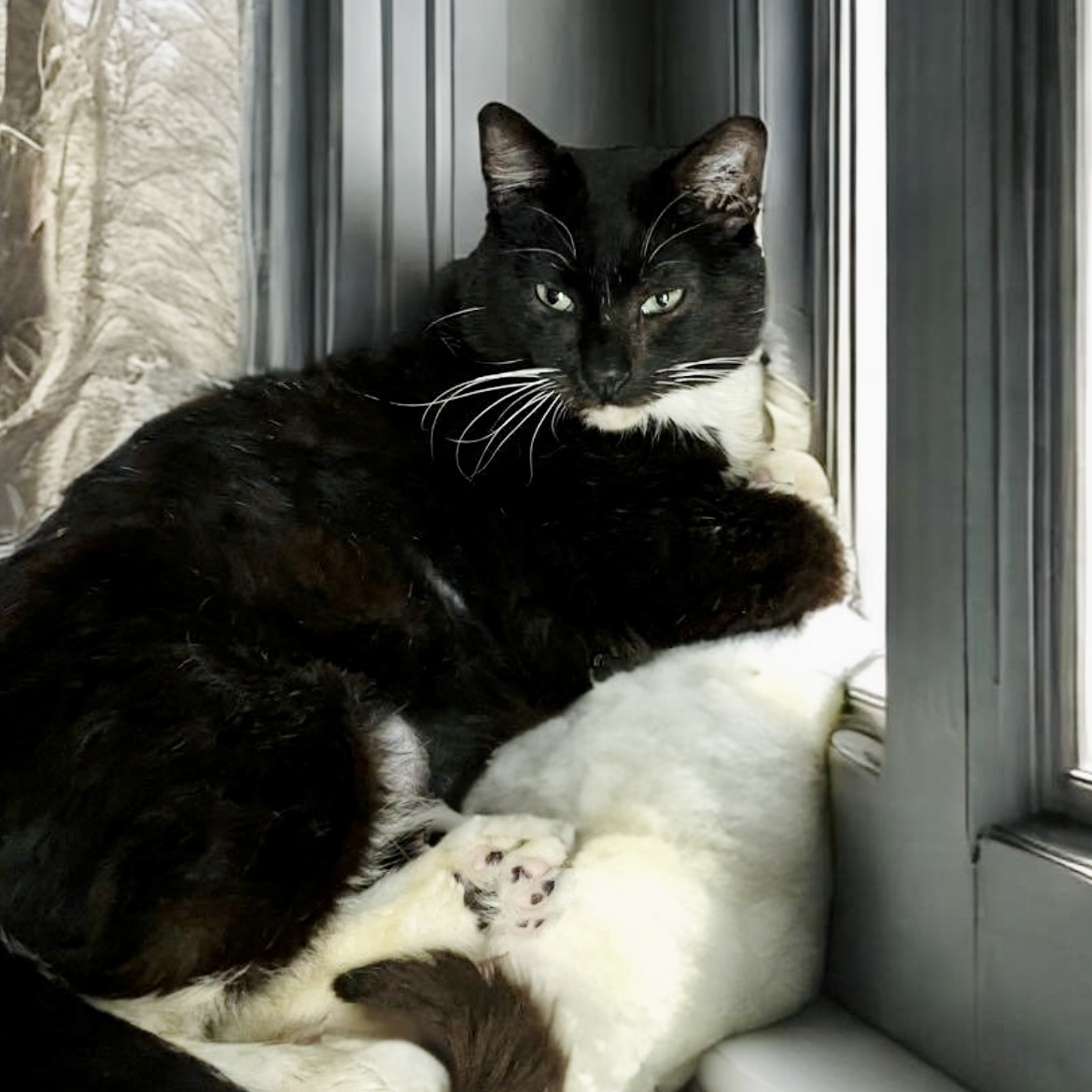 Hamlet, an adoptable Tuxedo in Springfield, MO, 65804 | Photo Image 1