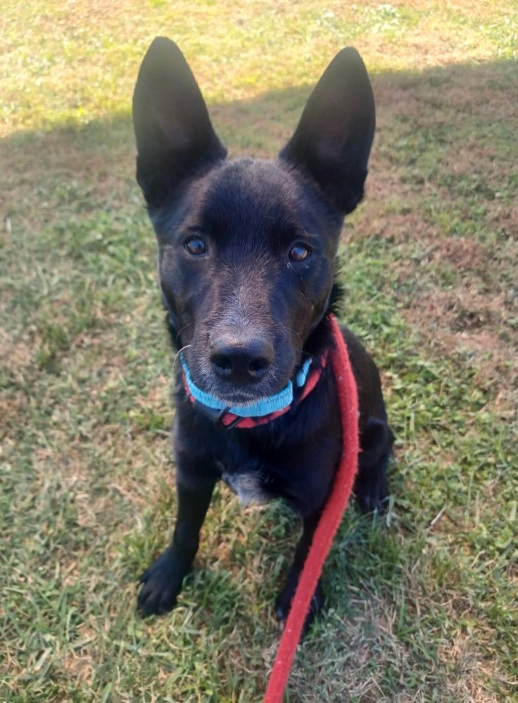 Donnie, Adoptable, Young Male Australian Cattle Dog / Blue Heeler.