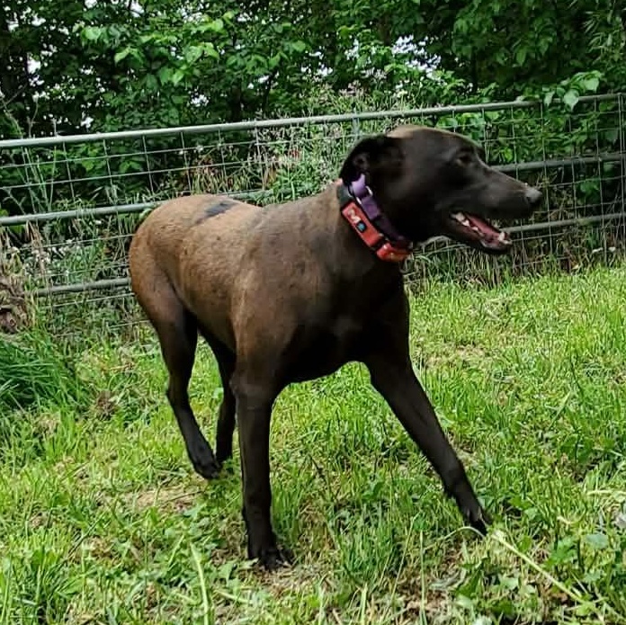 Jade, a Adoptable mixed breed in San Jose, CA image 5/8