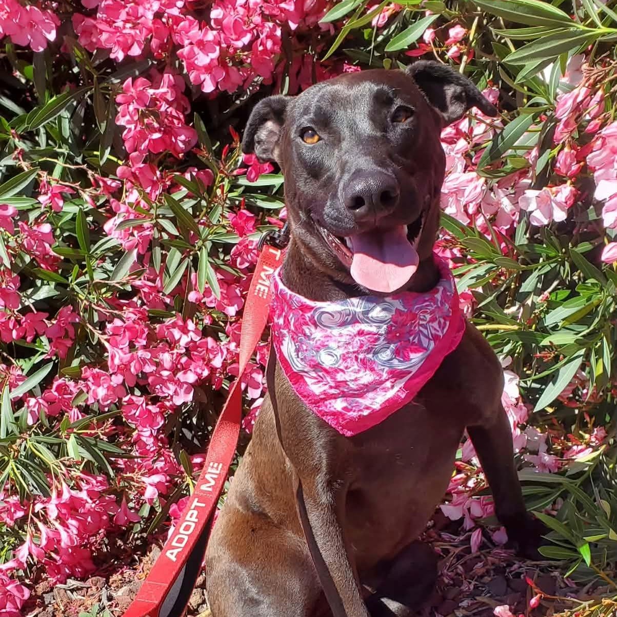 Jade, a Adoptable mixed breed in San Jose, CA image 4/8