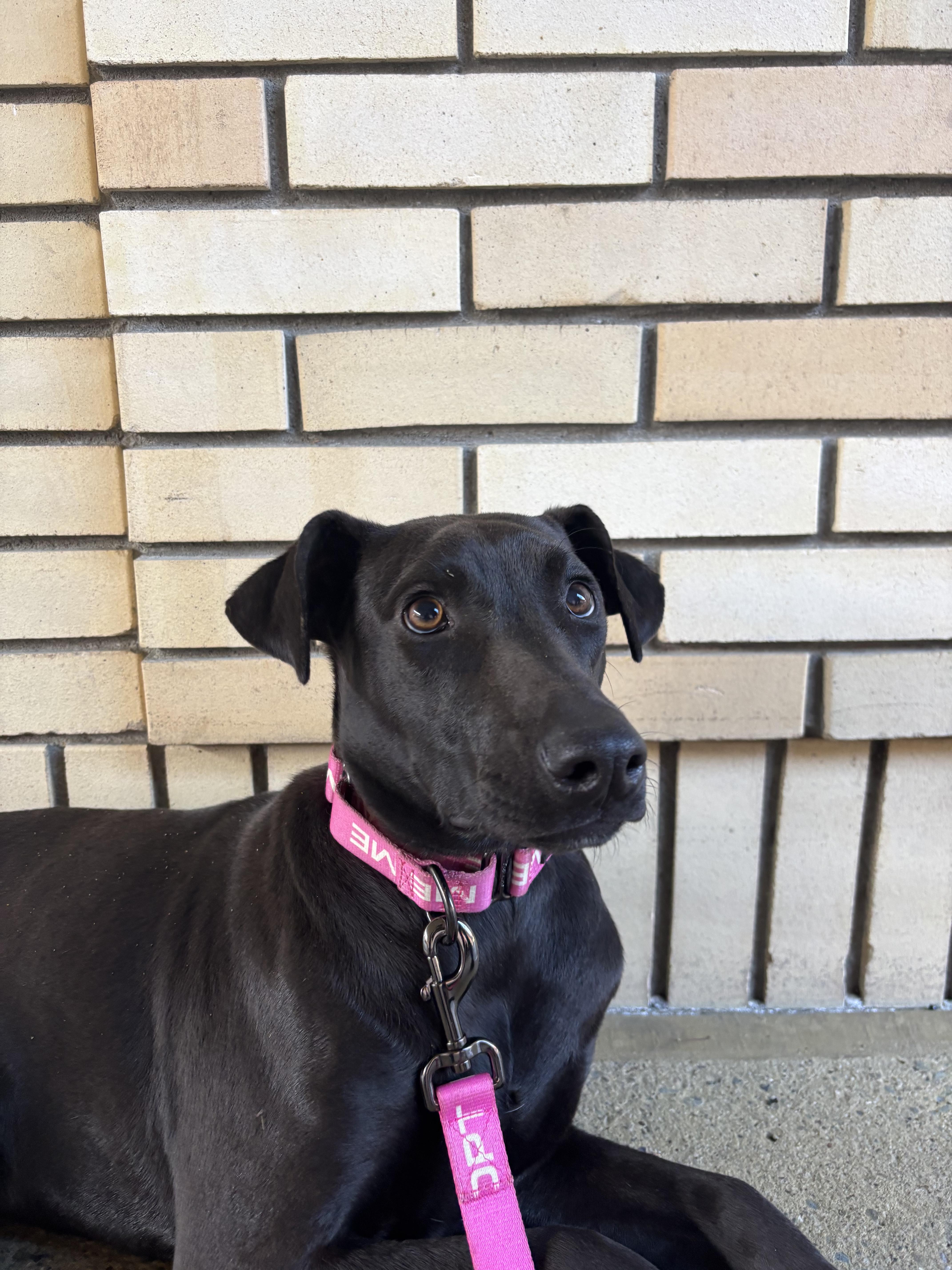 Jade, a Adoptable mixed breed in San Jose, CA image 2/2