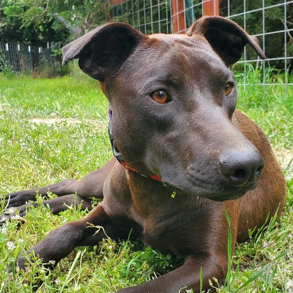 Jade, a Adoptable mixed breed in San Jose, CA image 6/8