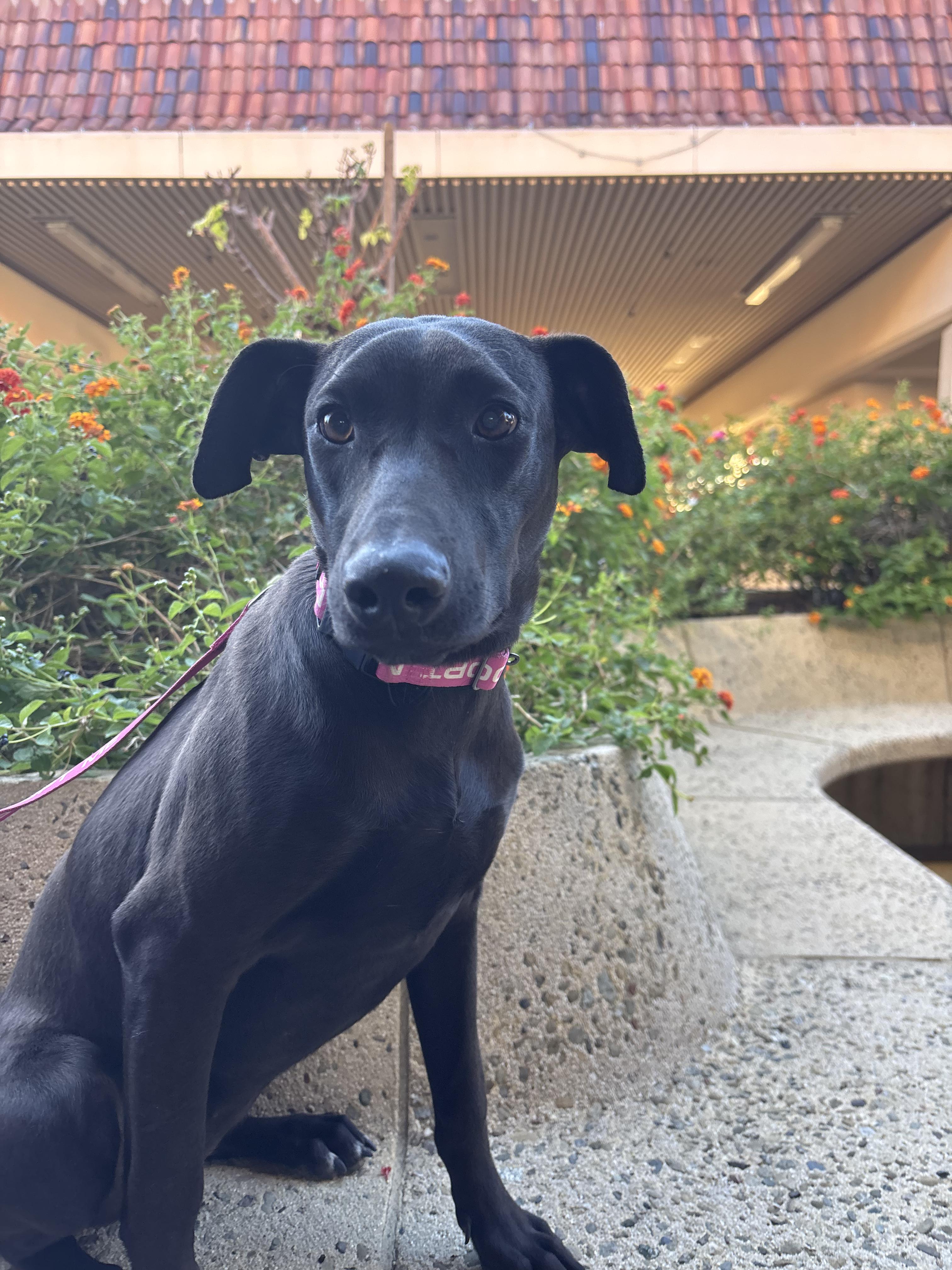 Jade, a Adoptable mixed breed in San Jose, CA image 1/2