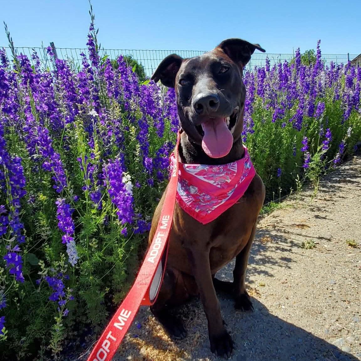 Jade, Adoptable, Adult Female Doberman Pinscher & Labrador Retriever.