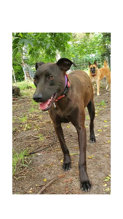 Enlarge Jade, a Adoptable mixed breed in San Jose, CA video 3/8