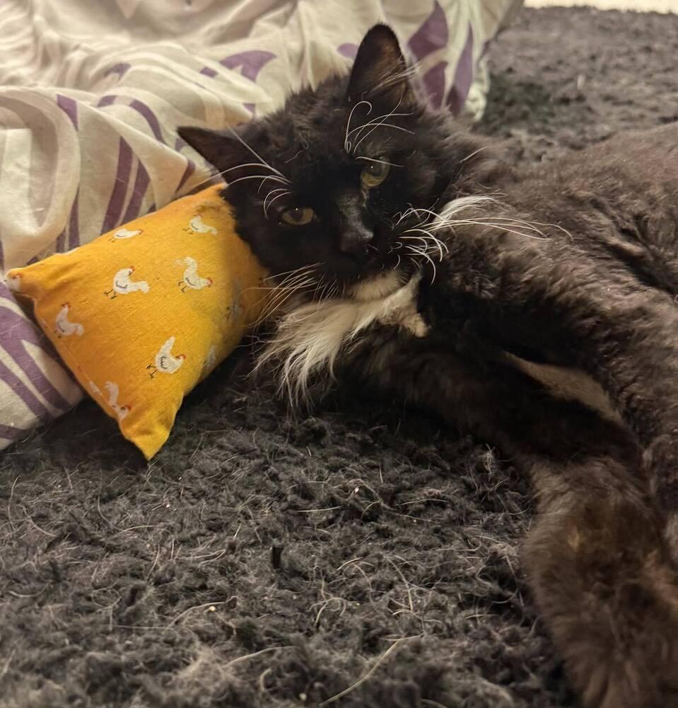 Madeline (aka Toupee), Adoptable, Adult Female Domestic Long Hair.