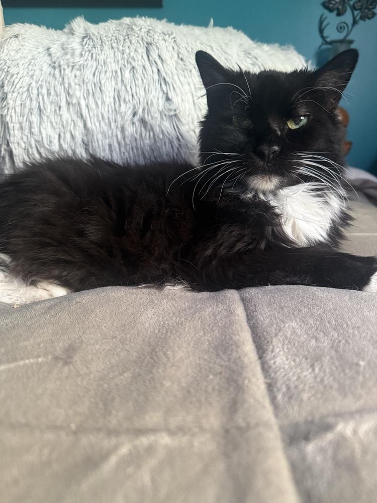 Madeline (aka Toupee), a Adoptable Domestic Long Hair in Chicago, IL image 2/6