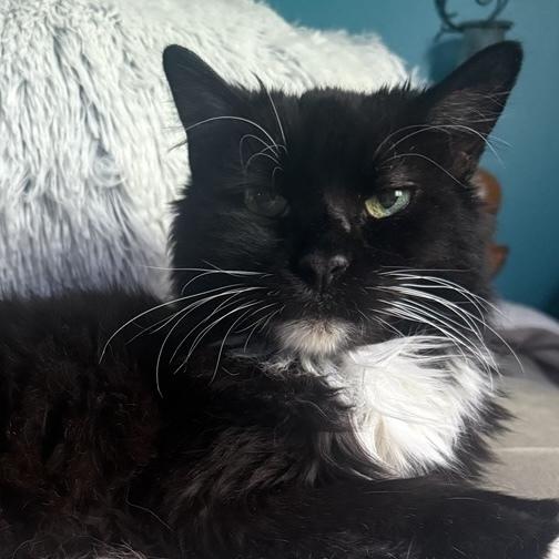 Madeline (aka Toupee), a Adoptable Domestic Long Hair in Chicago, IL image 3/6