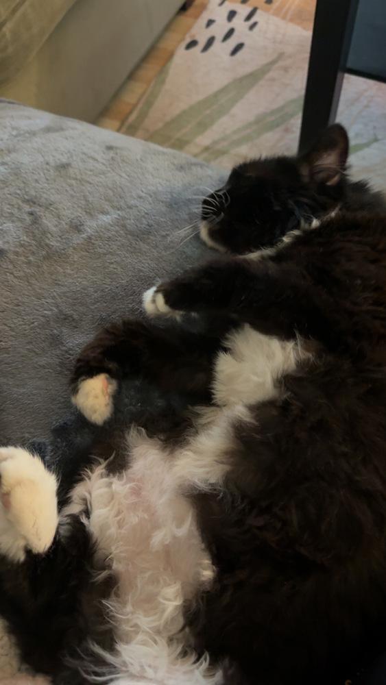 Madeline (aka Toupee), Adoptable, Adult Female Domestic Long Hair.