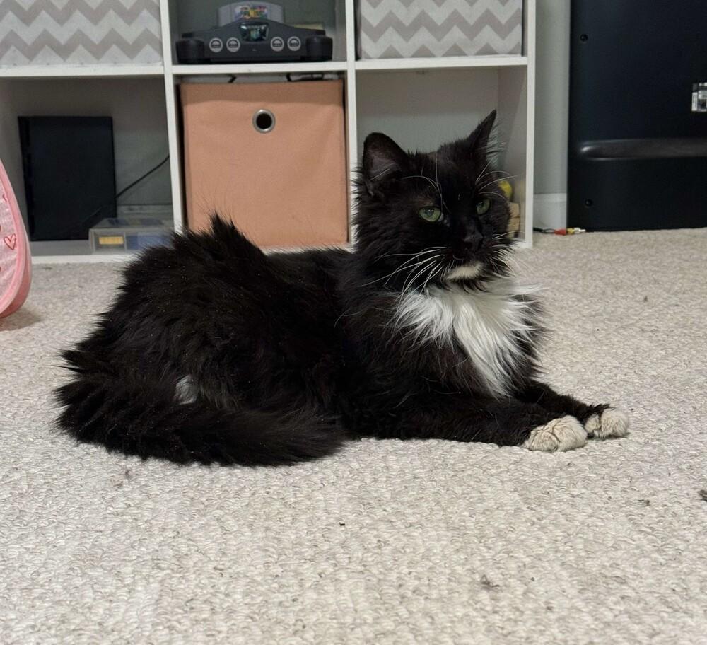 Madeline (aka Toupee), a Adoptable Domestic Long Hair in Chicago, IL image 5/6