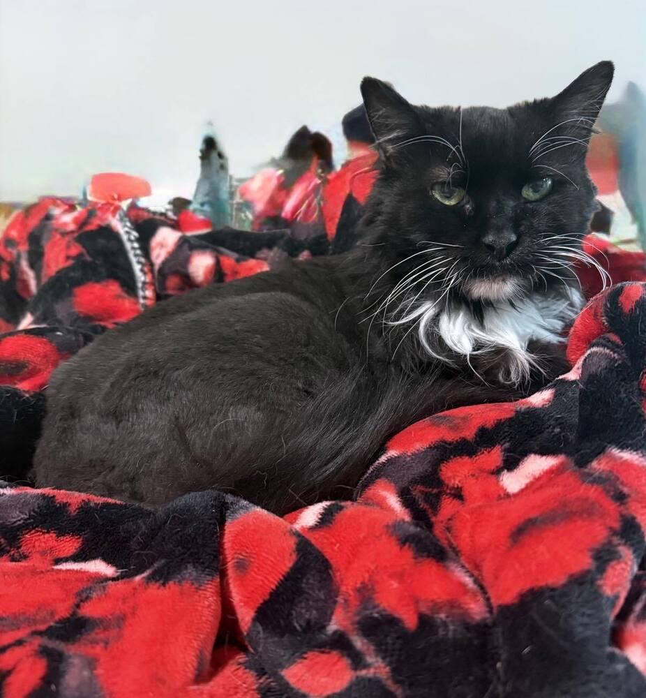 Madeline (aka Toupee), a Adoptable Domestic Long Hair in Chicago, IL image 6/6