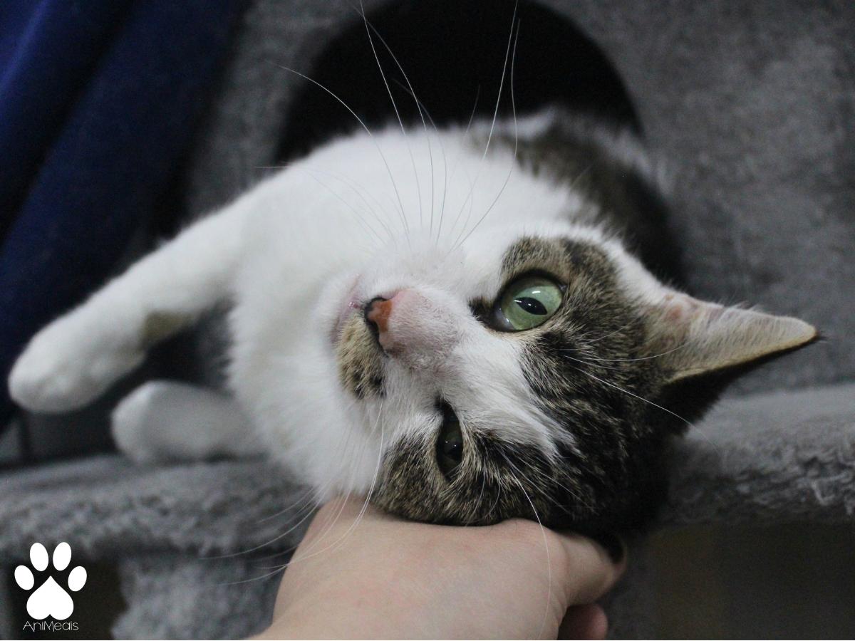 Chloe, an adoptable Domestic Short Hair in Missoula, MT, 59808 | Photo Image 2