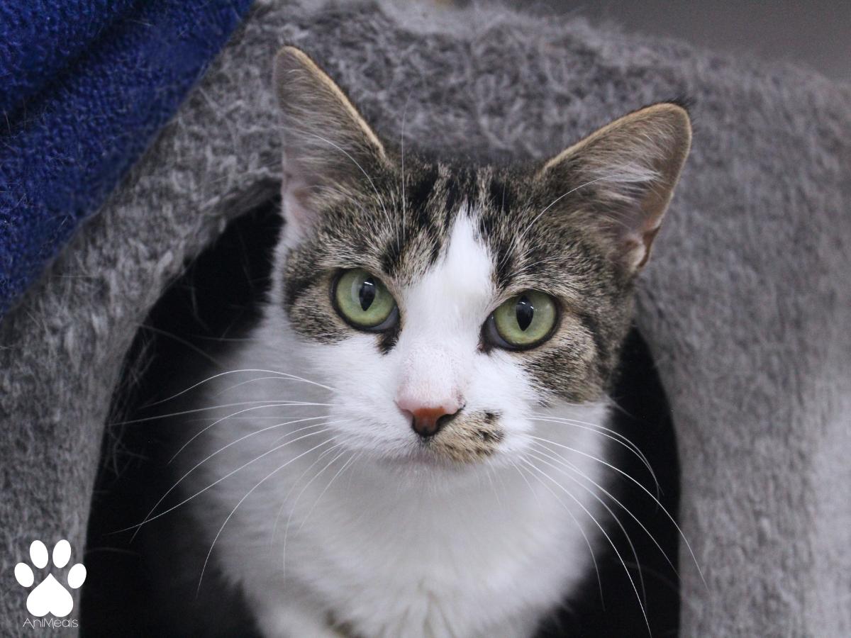 Chloe, an adoptable Domestic Short Hair in Missoula, MT, 59808 | Photo Image 1