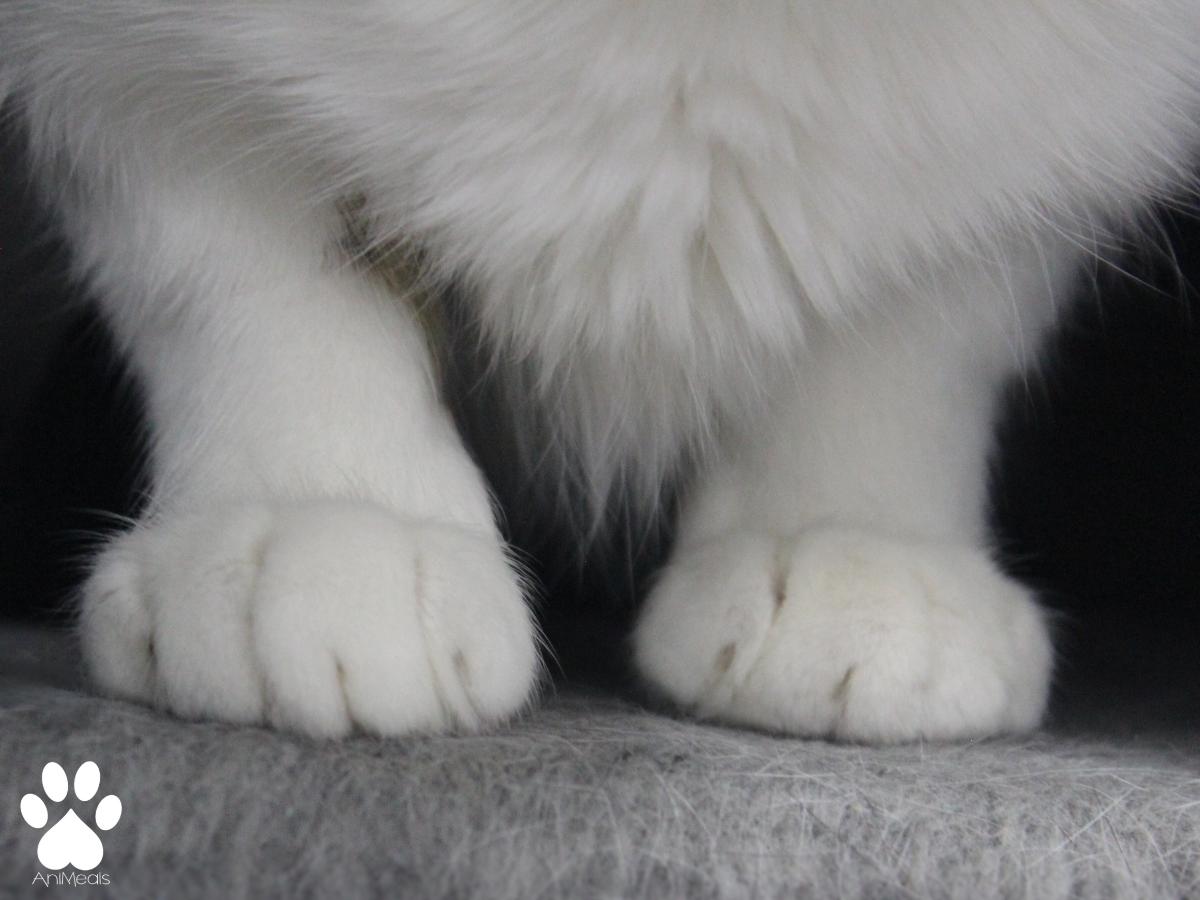 Chloe, an adoptable Domestic Short Hair in Missoula, MT, 59808 | Photo Image 3