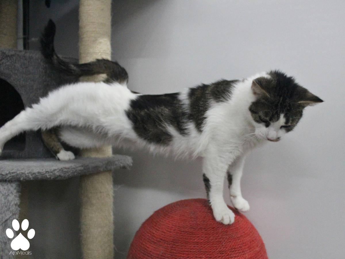 Chloe, an adoptable Domestic Short Hair in Missoula, MT, 59808 | Photo Image 4