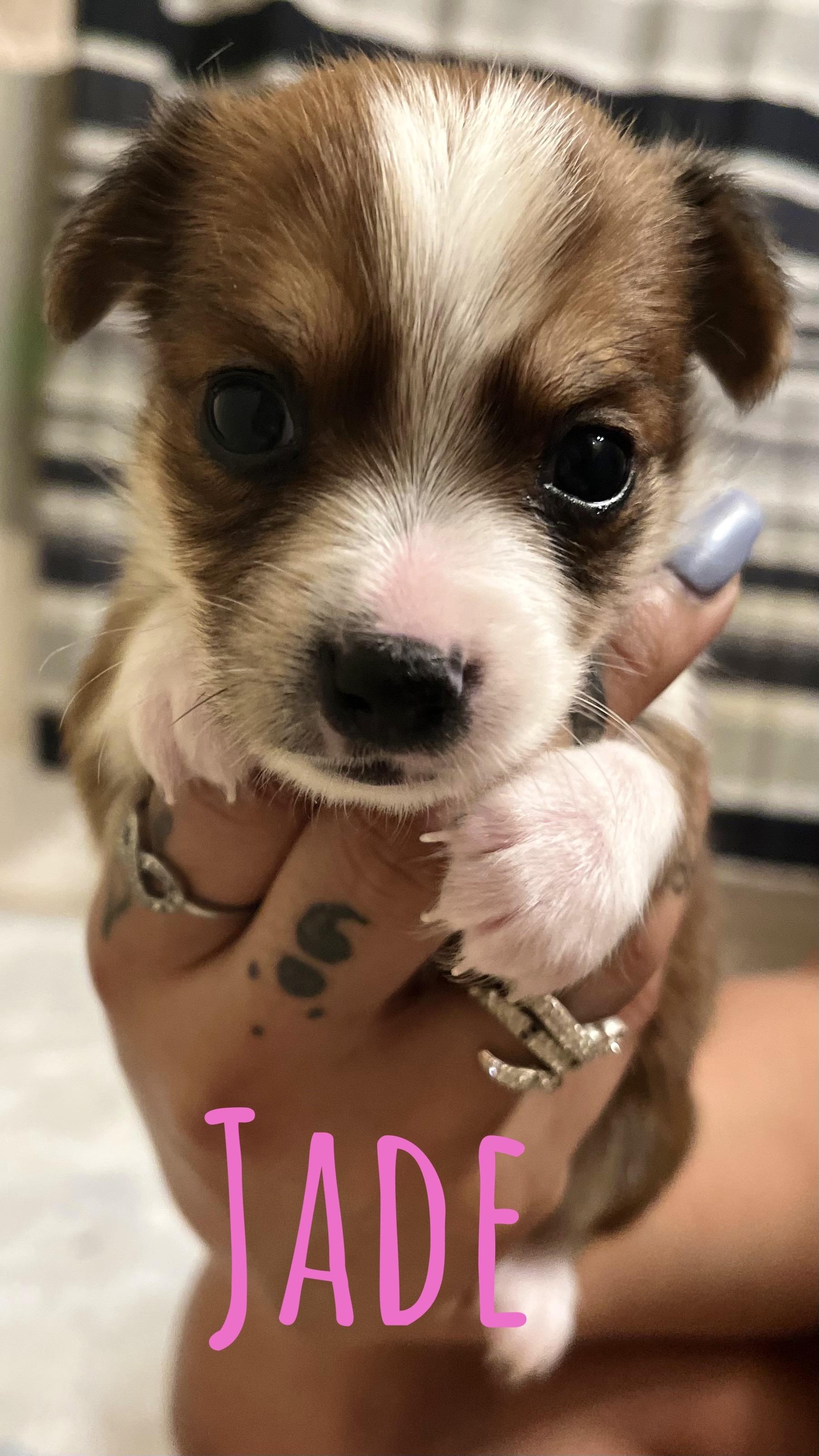 Jade, Adopted, Adult Female Chihuahua & Dachshund.