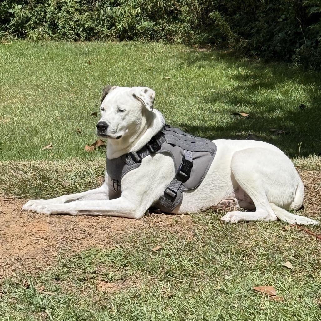 Meet Lexi This beautiful 2-year-old LabCatahoula mix is 85 pounds of tail-wagging happiness Shes