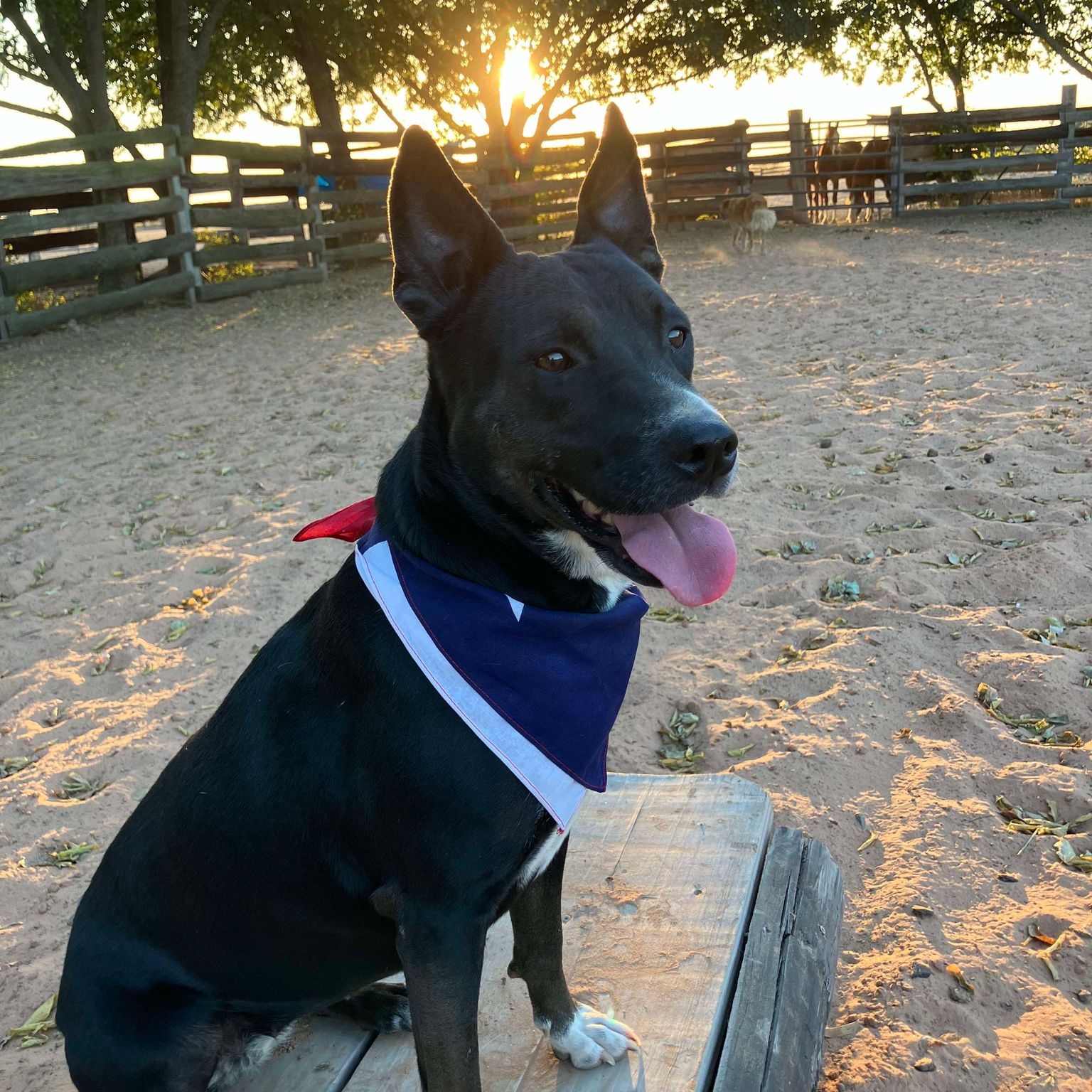 Diva, a Adoptable mixed breed in Winchester, VA image 3/6