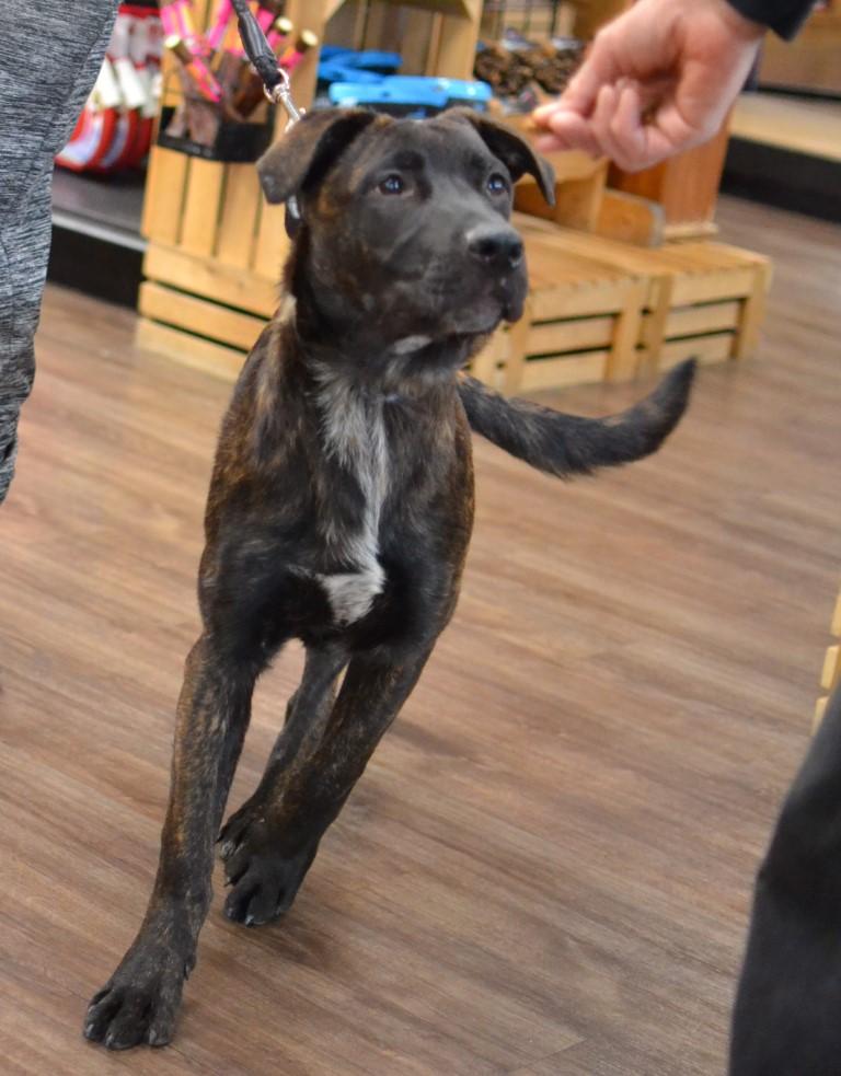 Enlarge Luke, a Adoptable mixed breed in White Plains, NY image 3/5