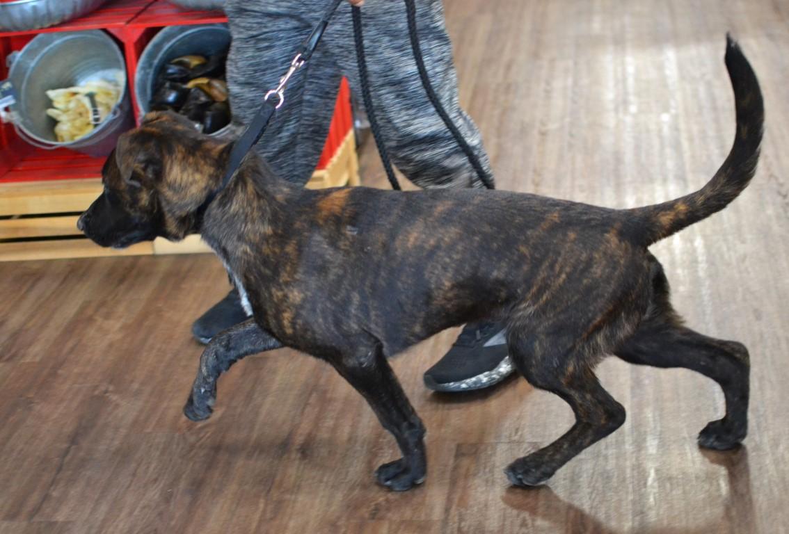 Enlarge Luke, a Adoptable mixed breed in White Plains, NY image 2/5