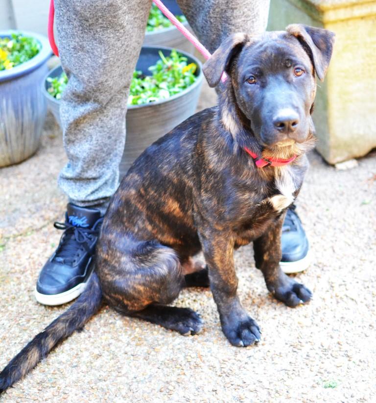 Luke, Adoptable, Young Male Labrador Retriever & Shepherd.