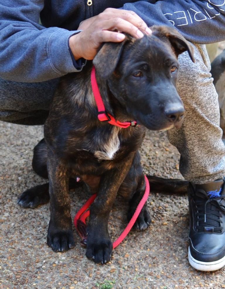 Enlarge Luke, a Adoptable mixed breed in White Plains, NY image 4/5