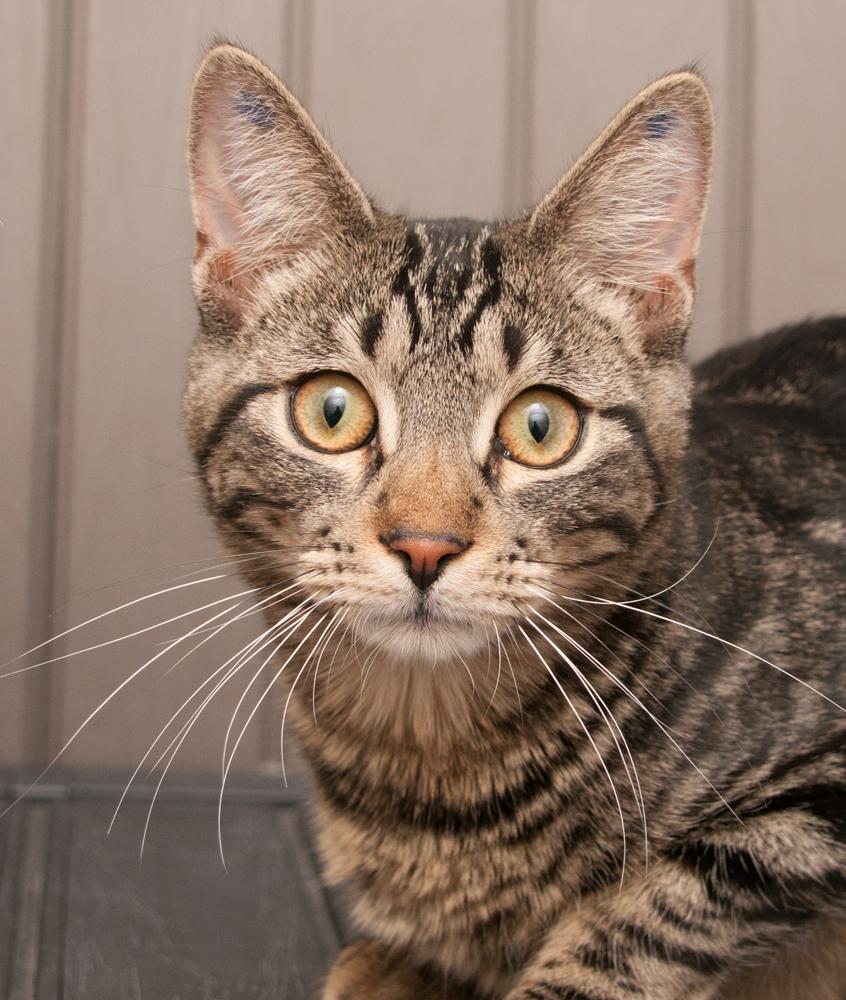 Enlarge Hot Dog (gets aopted with Sparkler), a Adoptable Tabby in Westminster, CO image 1/4