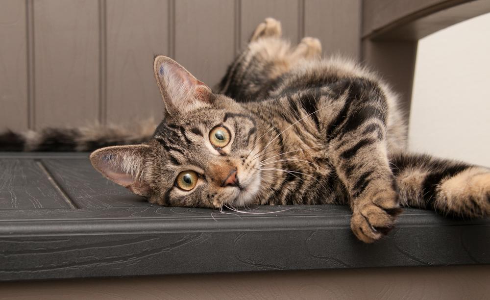 Enlarge Hot Dog (gets aopted with Sparkler), a Adoptable Tabby in Westminster, CO image 2/4