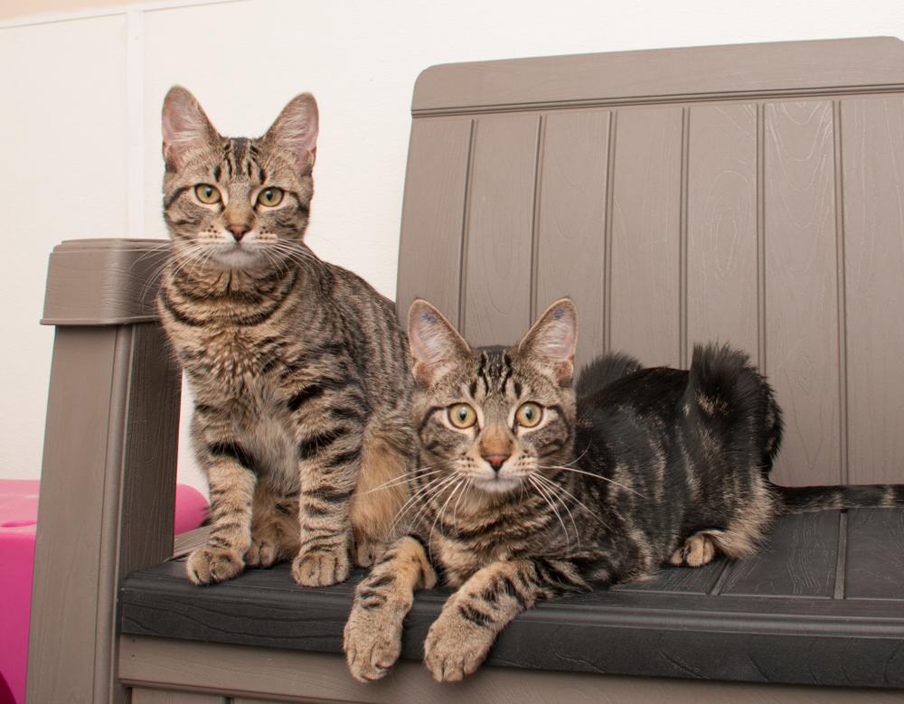 Enlarge Hot Dog (gets aopted with Sparkler), a Adoptable Tabby in Westminster, CO image 4/4
