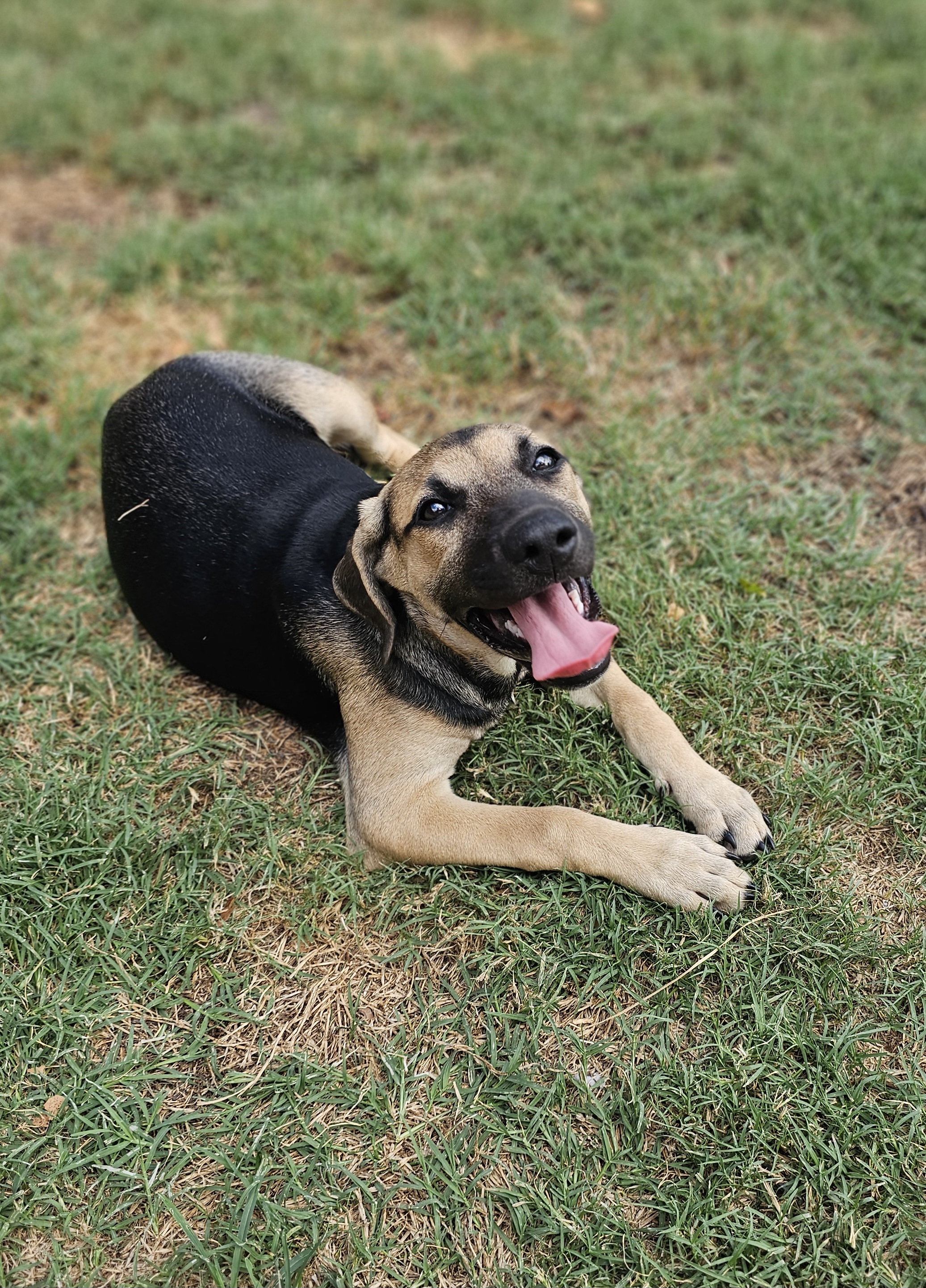 Stella, a Adoptable mixed breed in Manchester, CT image 1/5