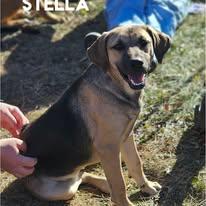Stella thumbnail 2