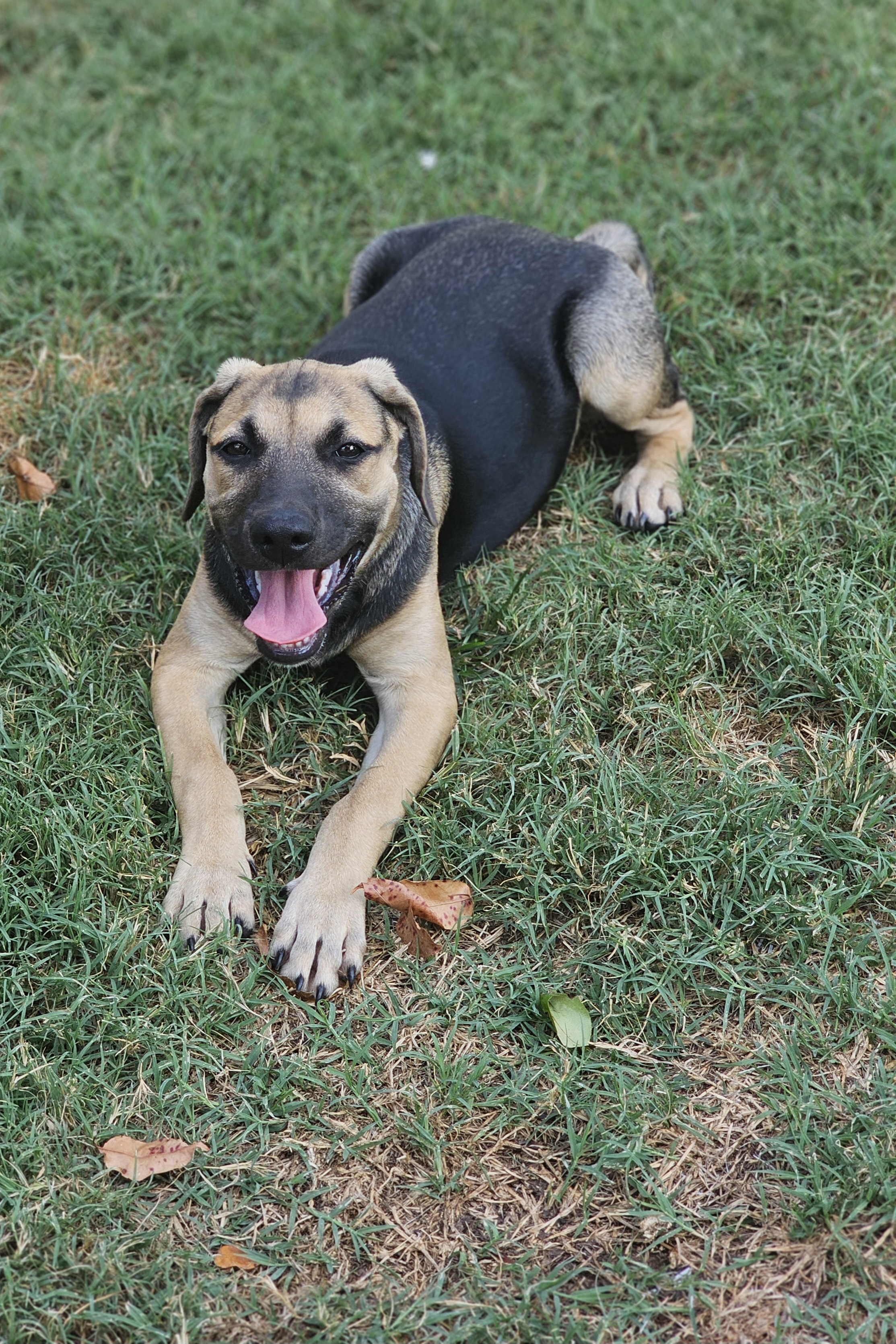 Stella, a Adoptable mixed breed in Manchester, CT image 3/5
