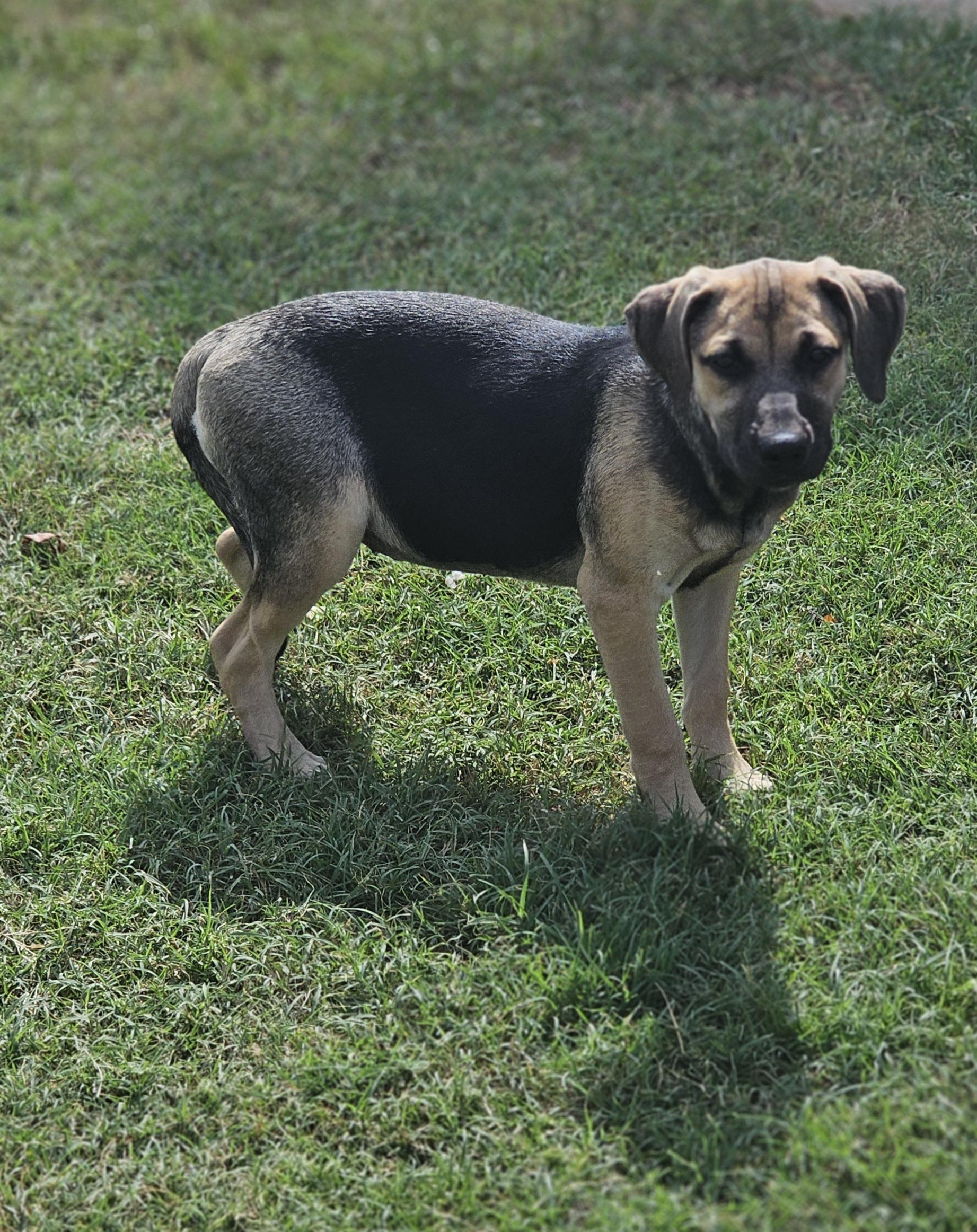 Stella, a Adoptable mixed breed in Manchester, CT image 4/5