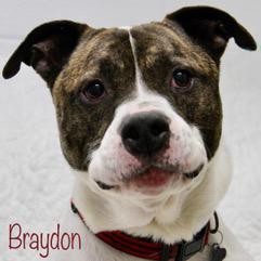 Enlarge Braydon, a Adopted mixed breed in West Bloomfield, MI image 1/6