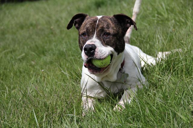 Enlarge Braydon, a Adopted mixed breed in West Bloomfield, MI image 2/6