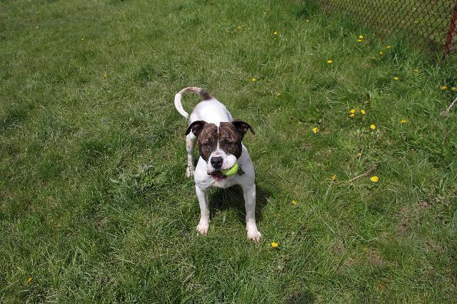 Enlarge Braydon, a Adopted mixed breed in West Bloomfield, MI image 3/6
