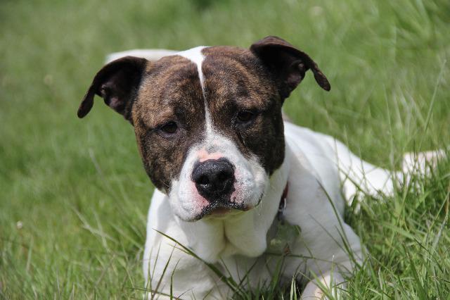 Enlarge Braydon, a Adopted mixed breed in West Bloomfield, MI image 4/6