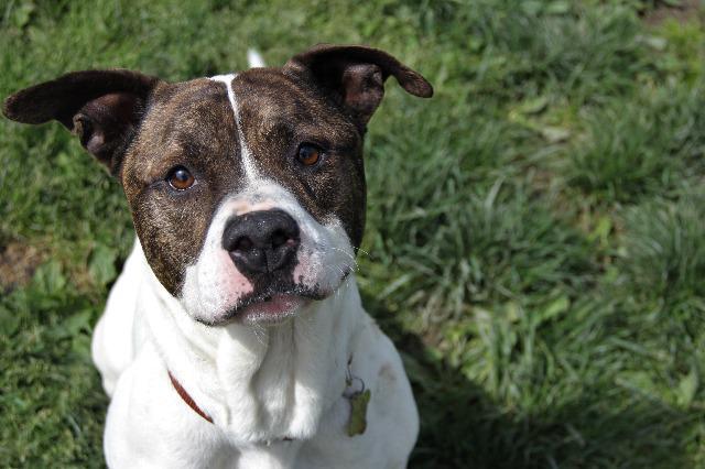 Enlarge Braydon, a Adopted mixed breed in West Bloomfield, MI image 5/6