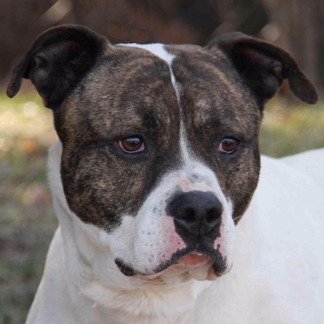 Enlarge Braydon, a Adopted mixed breed in West Bloomfield, MI image 6/6