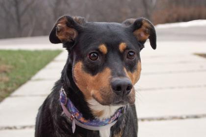 Remi, Adoptable, Adult Female Terrier & Mixed Breed.